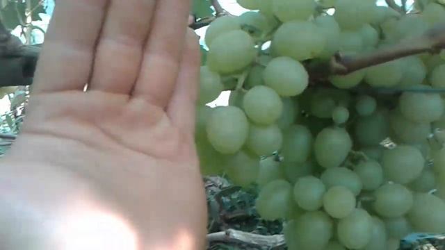 Виноград Аркадия 22.07.2018 год смотреть онлайн