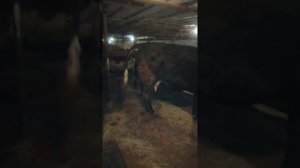 Корова перед самым отёлом. Все признаки скорого отела.