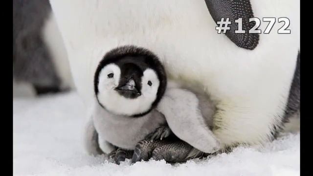 #1272. Пингвины (В мире животных) смотреть онлайн