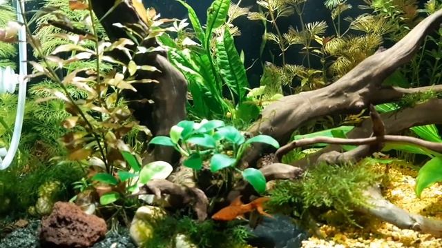 Мой аква на 90л новое освещение,новое растение, новая фильтрация смотреть онлайн