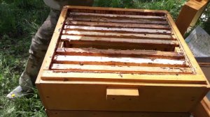 Что делать с незапечатанным  мёдом