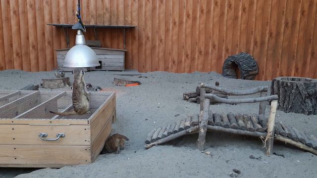 Суриката (Сурикат) Suricata suricatta Ростовский зоопарк смотреть онлайн