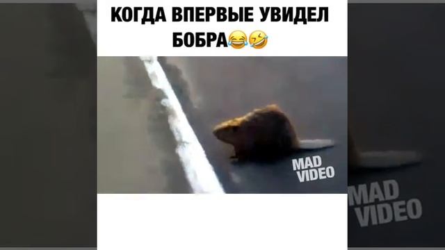 Когда впервые увидел бобра смотреть онлайн