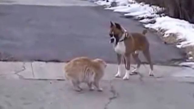 Бой кота и собаки смотреть онлайн
