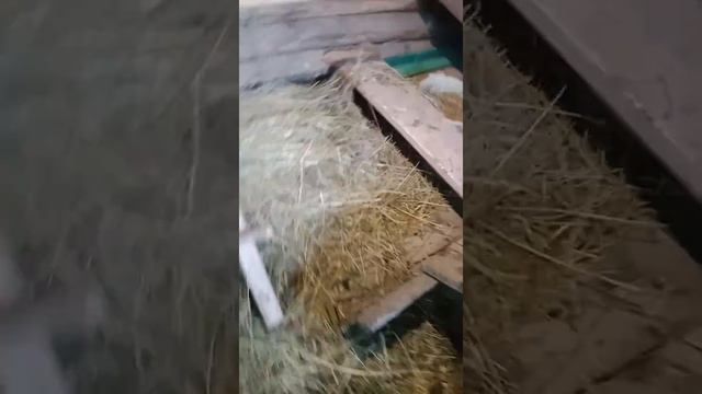 Показываю яички. Яичный барон! смотреть онлайн
