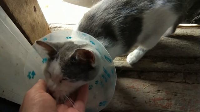 Бездомная кошка Лизавета. смотреть онлайн