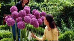 Декоративный лук — посадка и уход в открытом грунте