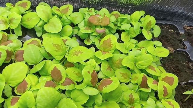 КОЛЕУС СМЕСЬ смотреть онлайн