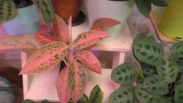 Обзор любимых ароидных и марантовых растений у меня дома. Калатеи, агланема, страманты… Calathea: смотреть онлайн