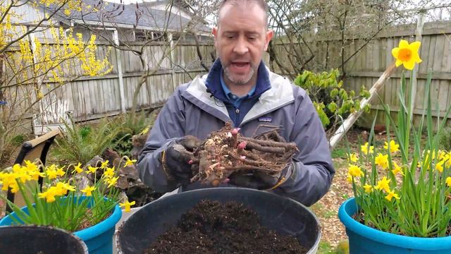 Planting Bare-root Itoh Peonies in Containers 😃 смотреть онлайн
