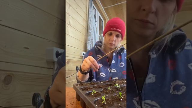 Как пикировать петунию. Первый опыт. Профессиональные семена. Сеем сами.