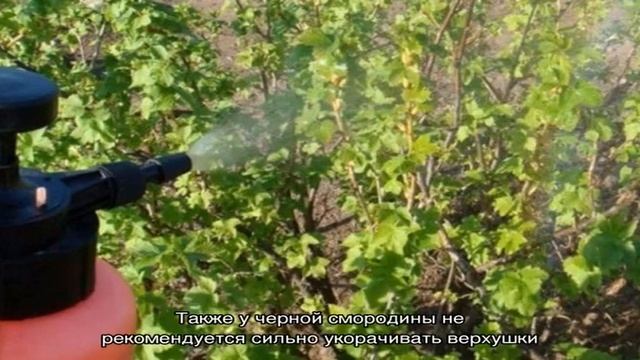 Как и чем опрыскать смородину весной от вредителей и болезней смотреть онлайн