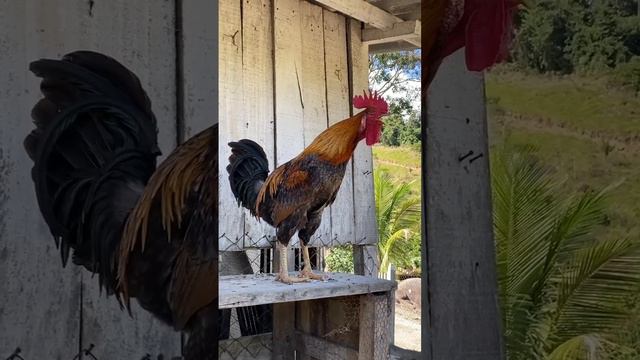 Этот точно разбудит смотреть онлайн