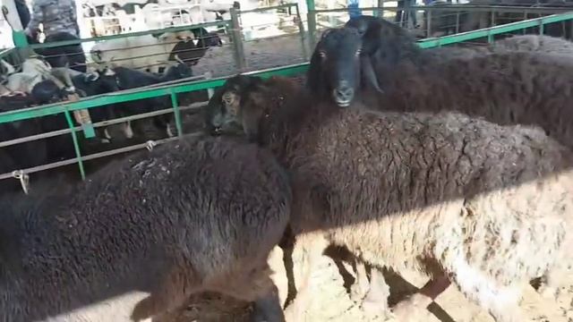 Молбозори Душанбе нархи Гусфанд Бара Буз моли майда 3 февраля 2022 г.