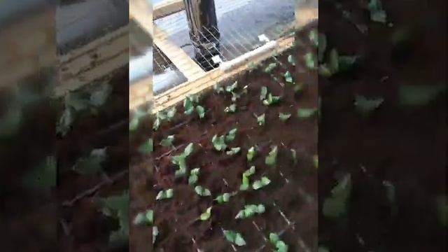 Кабачок "Арал",всходы. смотреть онлайн