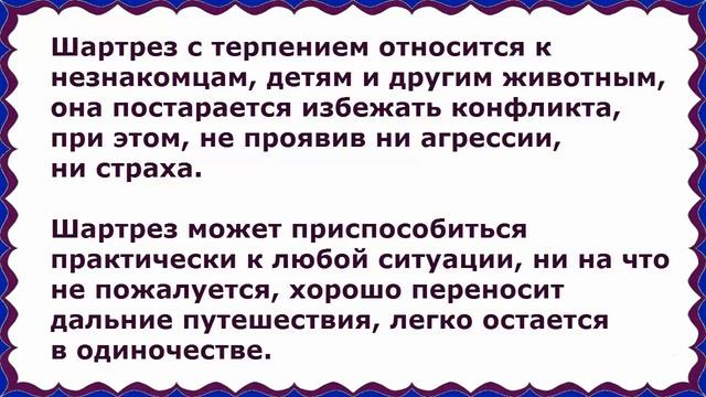 Шартрез, Картезианская кошка, Породы кошек, описание смотреть онлайн