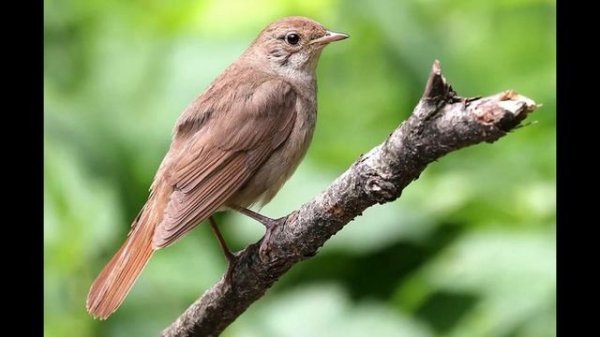 SoloWay type beat (ft. soVVa)