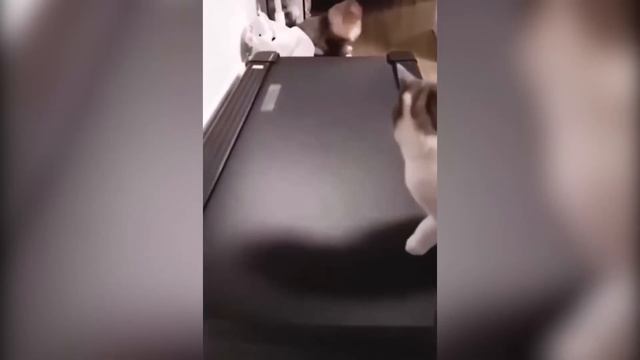 Funny Furballs: The Cutest and Most Hilarious Animal Videos смотреть онлайн