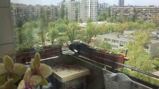 Наглая ворона смотреть онлайн