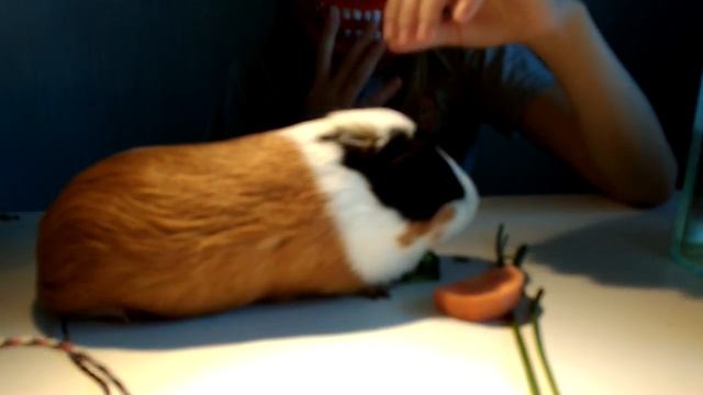 Мой парась/ Семья Парасиков смотреть онлайн