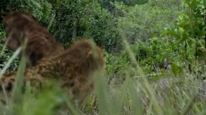 Мегатерий ( Прогулки с чудовищами )