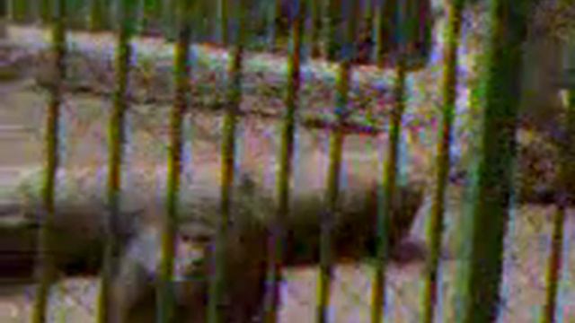 Шимпанзе в зоопарке смотреть онлайн