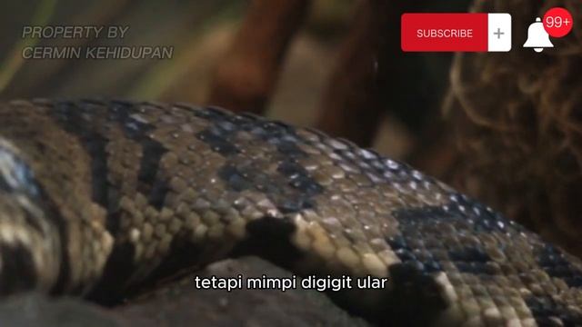 Inilah Arti Mimpi Bertemu Ular Menurut Pandangan Islam, Hati-hati! смотреть онлайн