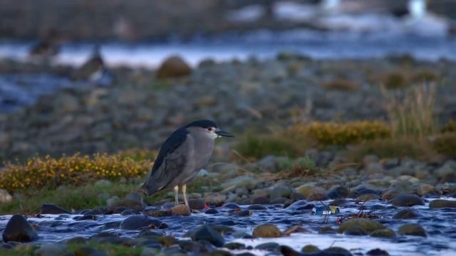 ?Расслабляющая музыка для массажа, спа-музыка, лечебная музыка для сердца и сосудов, звуки природы