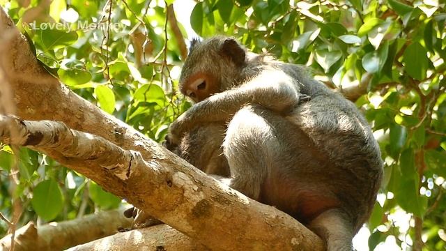 Double Sad! Baby Jayden Fall Down From The Tree Until Unconscious & Convulsion. Mom Jade Less Care смотреть онлайн