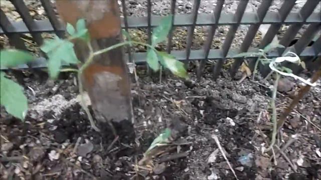 Protecting my tomatoes смотреть онлайн