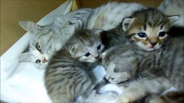 БРИТАНЦИ! Котодом Северск!!!THE BRITISH! Kotom Seversk!!! смотреть онлайн