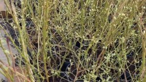 Саженцы голубики новейших сортов. Титаниум, Мегас блю, Калипсо и другие