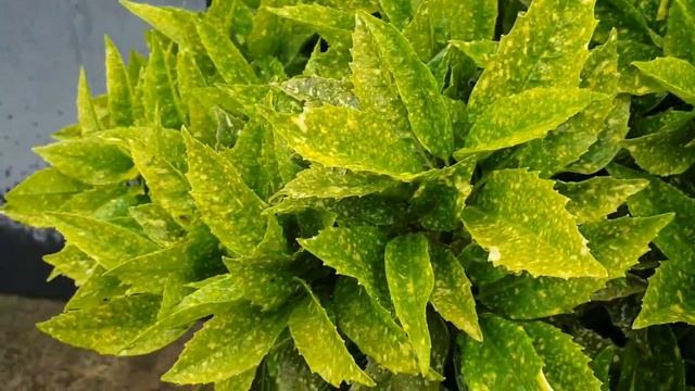 Аукуба. Кротон. Выращивание, уход, размножение