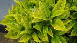 Аукуба. Кротон. Выращивание, уход, размножение