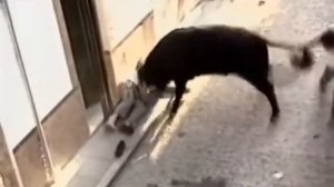 Бык атакует человека ? Не для слабонервных