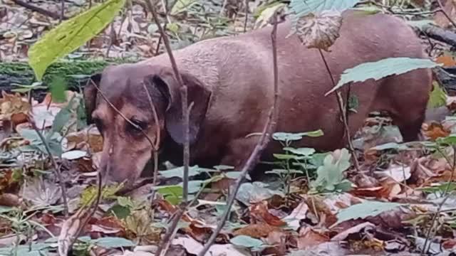 Прогулка с Маней (2022.09.23_08.49.26)