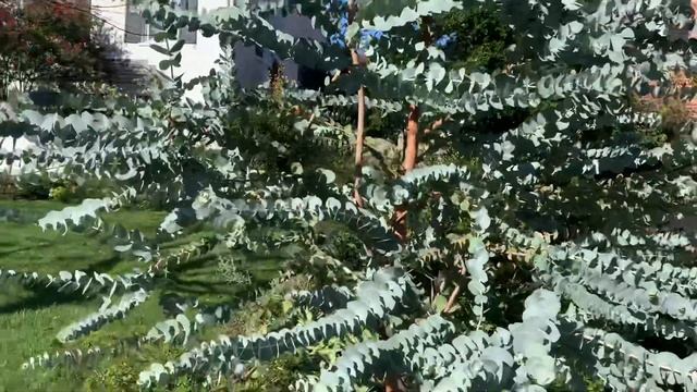 Beautiful Eucalyptus cinerea in Montgomery County, Maryland смотреть онлайн