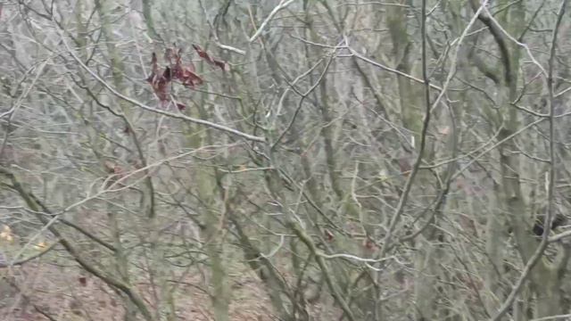 Дядьковская  Vs Пролетарский