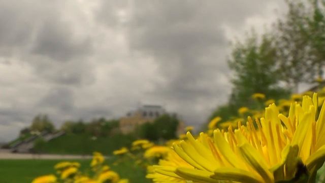 Лебеди.Волга. Набережная. 11.05.21 смотреть онлайн