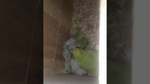 Ожереловый попугай разведение