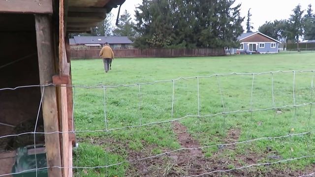 доим корову, кормим бычка, делаем обзор огорода...11-14-2015 смотреть онлайн