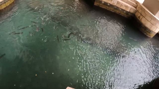 ESL Pro League Playoffs VLOG! WE WON THE GRAND SLAM! смотреть онлайн