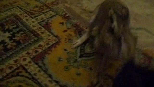 Домашний заяц, заяц злится