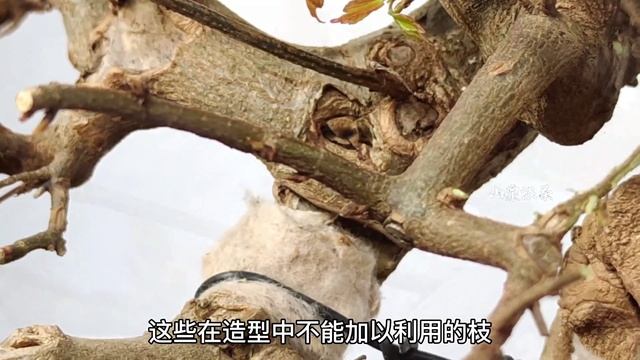 Triangular maple bonsai pile material will be wrong modification process三角楓盆景樁材將錯就錯的改型過程 смотреть онлайн