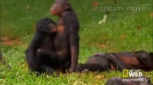 rustam mayer озвучка