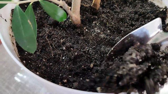 Замена верхнего слоя грунта в эвкалиптах, розмарине и оливе смотреть онлайн