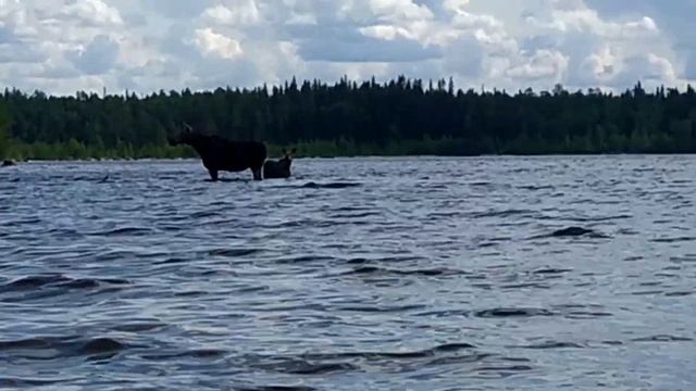 Лоси спаслись от волков в озере смотреть онлайн