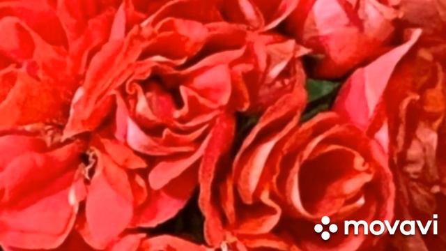 ПЕЛАРГОНИЯ ЗАИР ФАИНА РАНЕВСКАЯ ТЕПЕРЬ И У НАС // КОЛЛЕКЦИЯ ЛИПАТОВОЙ АНАСТАСИИ смотреть онлайн