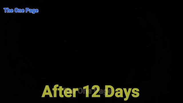 How To Grow Marigold From Seeds Fast And Easy, Grow Marigold From Seeds At Home For Free