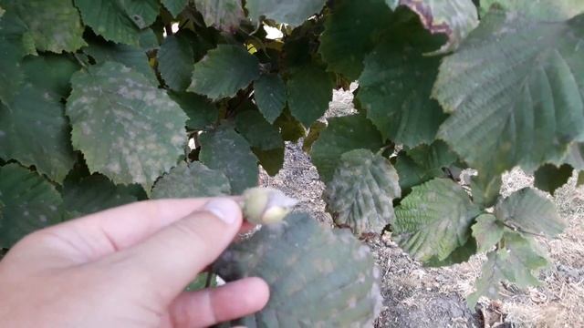 Фундук дома. Лесной орех | Hazelnut смотреть онлайн